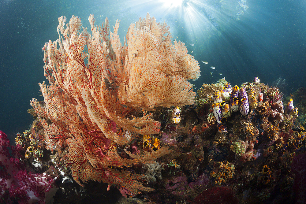 Corals growing near Mangroves, Raja Ampat, West Papua, Indonesia