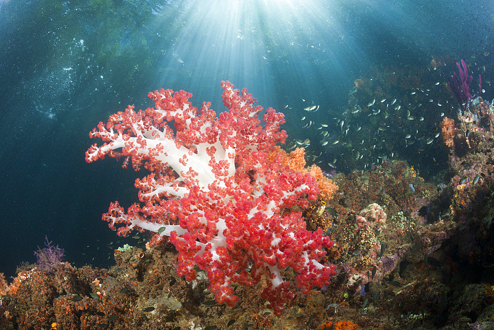 Corals growing near Mangroves, Raja Ampat, West Papua, Indonesia