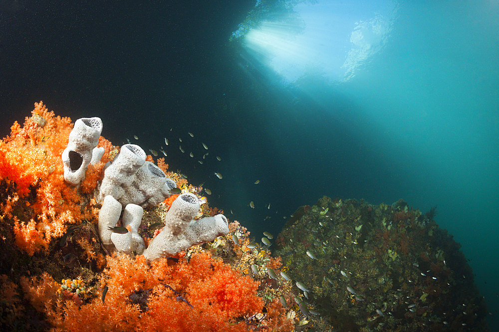 Corals growing near Mangroves, Raja Ampat, West Papua, Indonesia