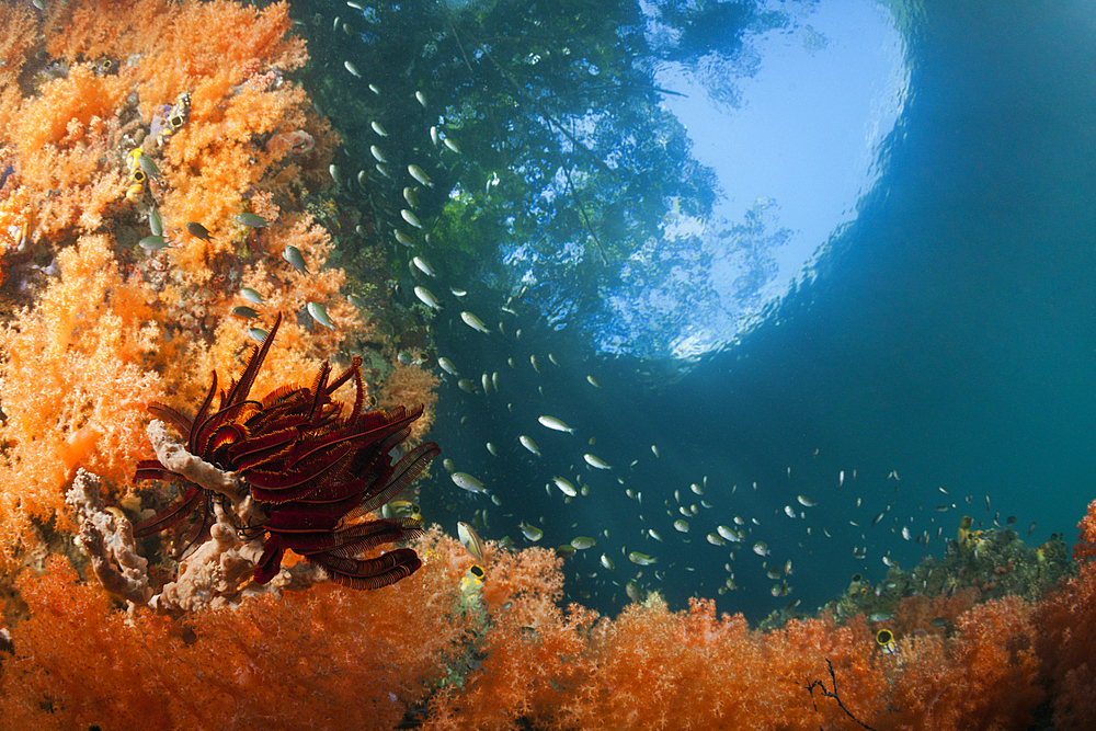 Corals growing near Mangroves, Raja Ampat, West Papua, Indonesia