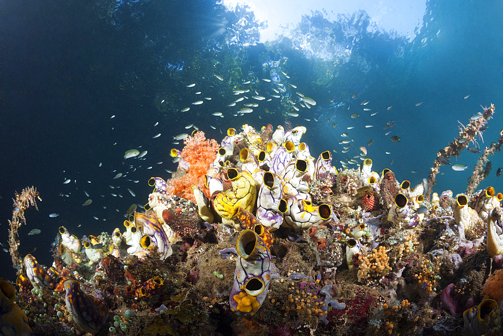 Golden Sea Squirts near Mangroves, Polycarpa aurata, Raja Ampat, West Papua, Indonesia