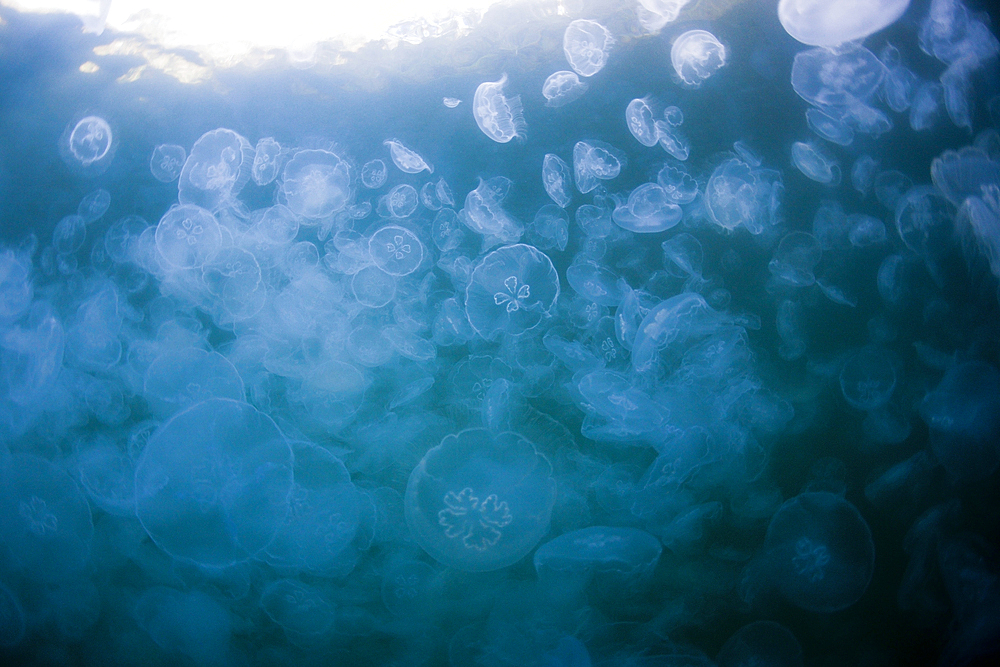 Aggregation of Moon Jellyfish, Aurelia aurita, Raja Ampat, West Papua, Indonesia