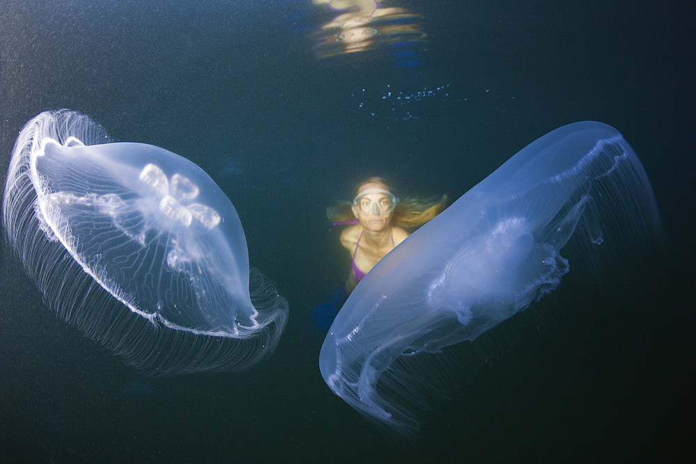 Moon Jellyfish, Aurelia aurita, Raja Ampat, West Papua, Indonesia