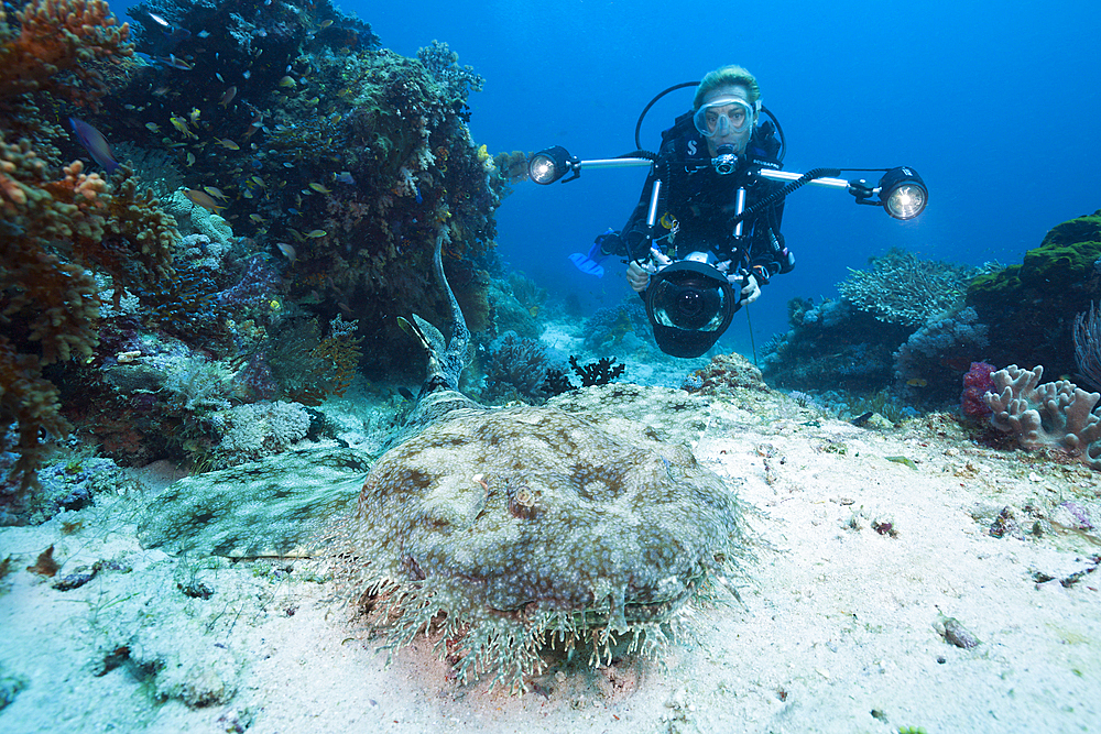 Diver and Tasselled Wobbegong, Eucrossorhinus dasypogon, Raja Ampat, West Papua, Indonesia