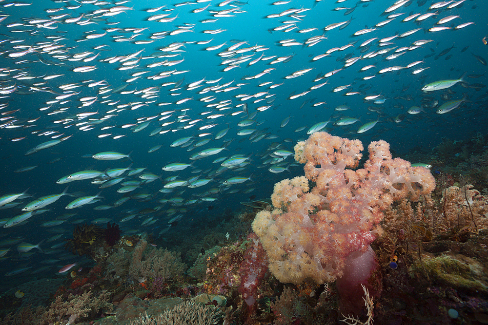 Mosaic Fusiliers over Coral Reef, Pterocaesio tesselata, Raja Ampat, West Papua, Indonesia