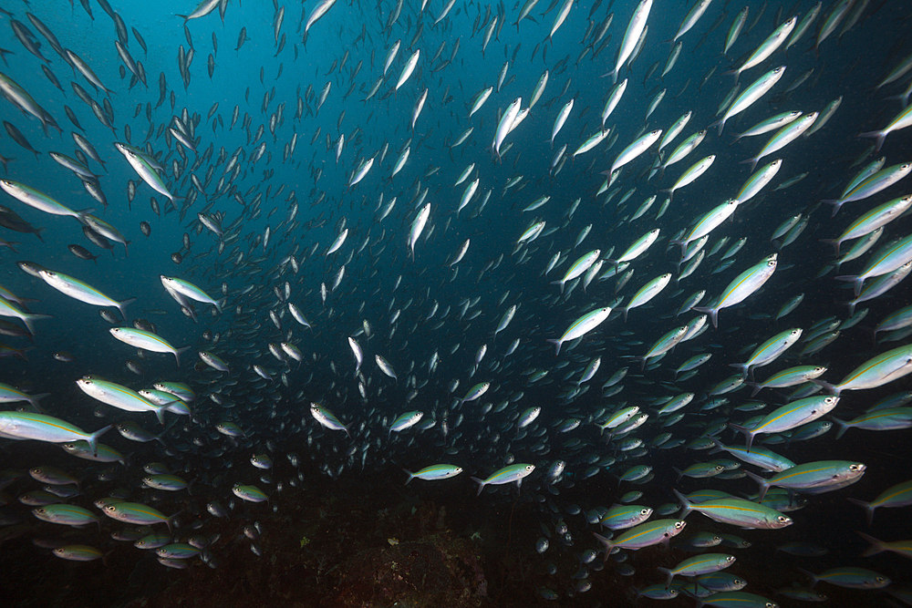 Shoal of Mosaic Fusiliers, Pterocaesio tesselata, Raja Ampat, West Papua, Indonesia