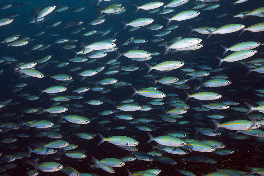 Shoal of Mosaic Fusiliers, Pterocaesio tesselata, Raja Ampat, West Papua, Indonesia