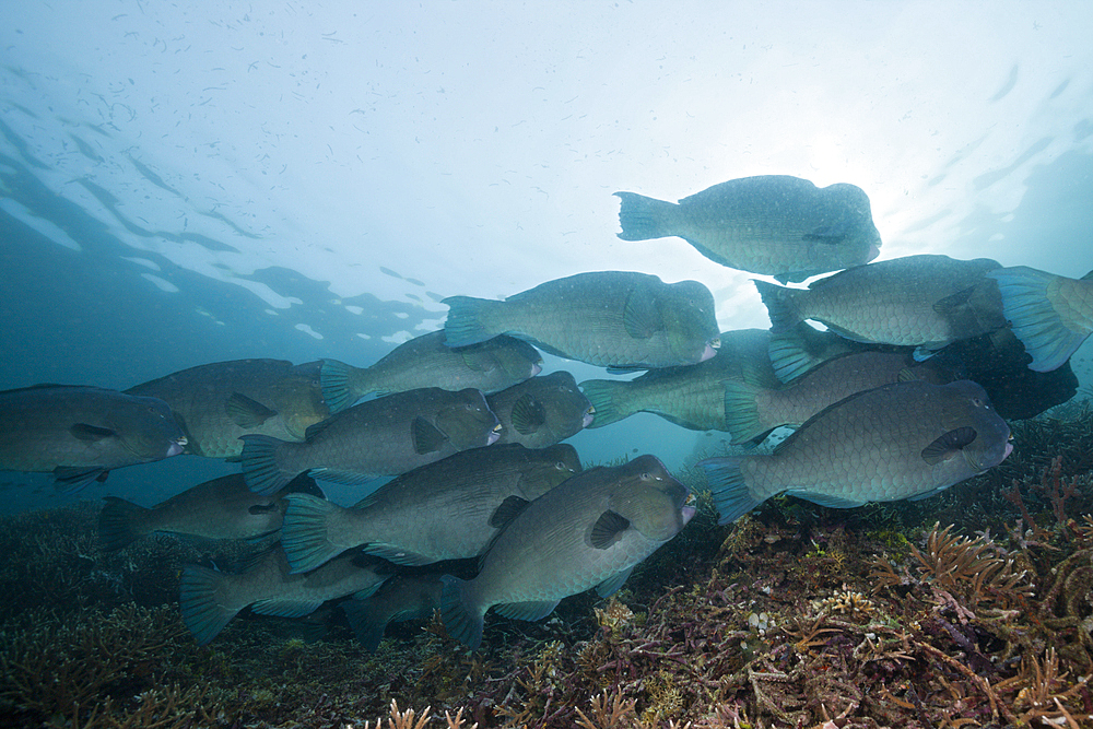 Shoal of Bumphead Parrotfish, Bolbometopon muricatum, Raja Ampat, West Papua, Indonesia