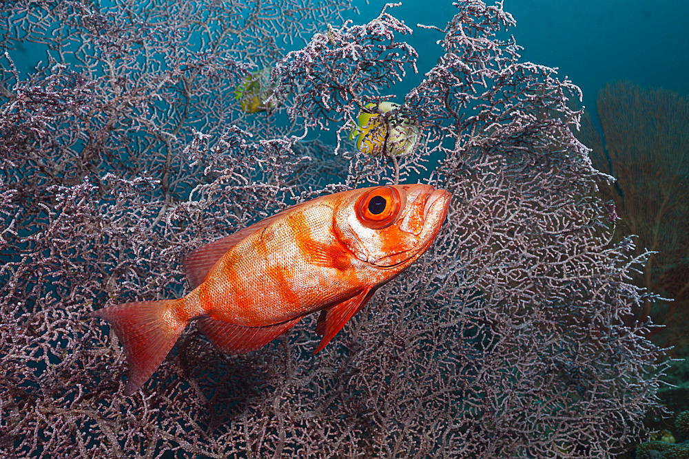 Crescent-tail Bigeye, Priacanthus hamrur, Raja Ampat, West Papua, Indonesia