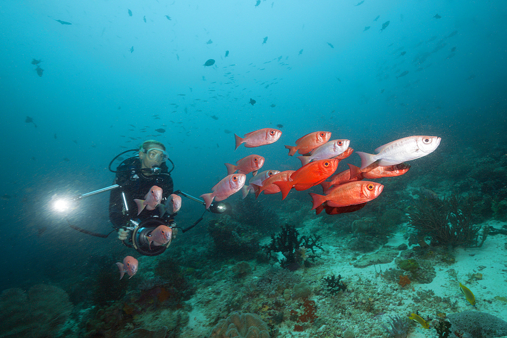 Shoal of Crescent-tail Bigeye, Priacanthus hamrur, Raja Ampat, West Papua, Indonesia