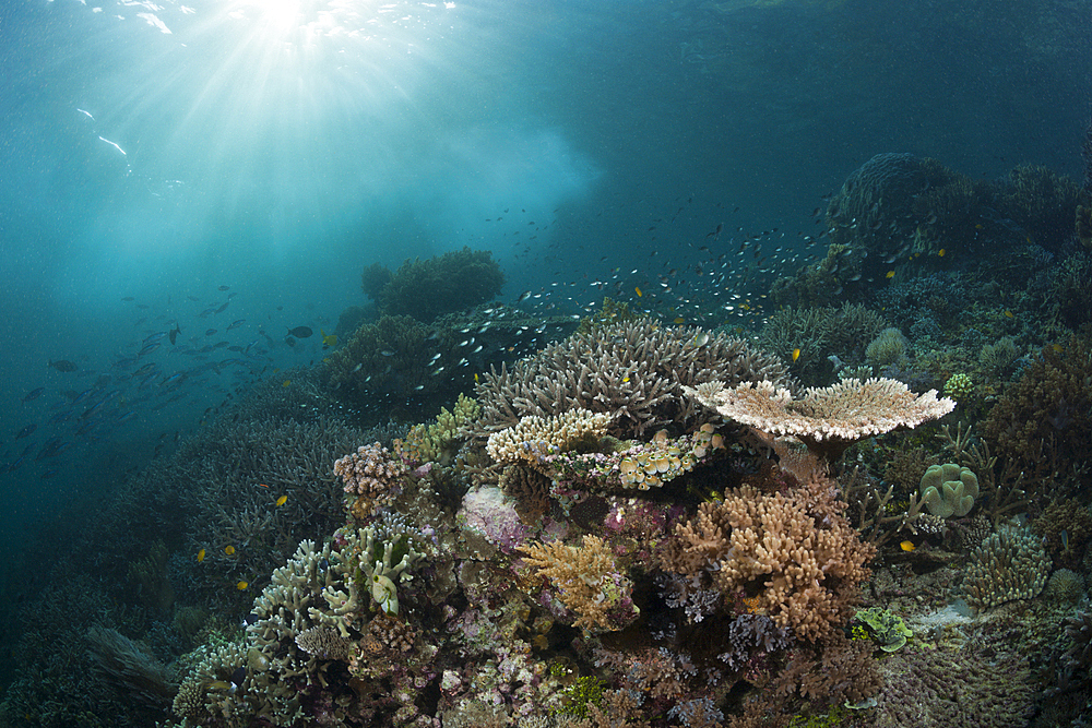 Coral Reef of Leather Corals, Raja Ampat, West Papua, Indonesia