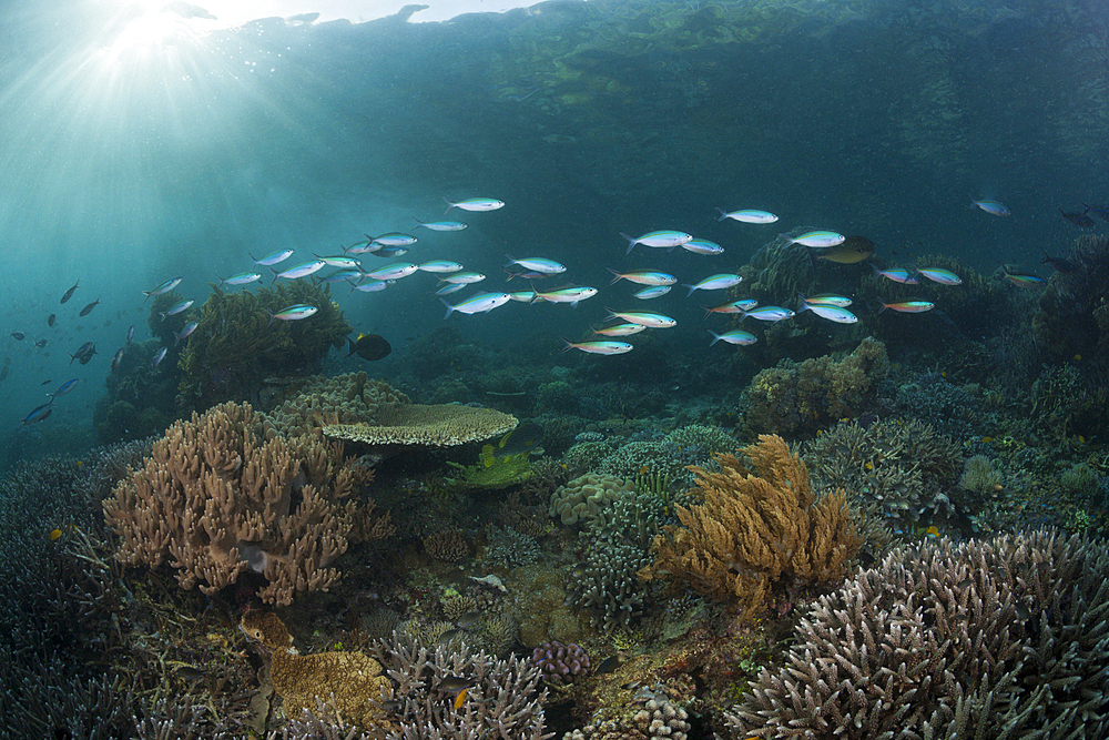 Mosaic Fusiliers over Coral Reef, Pterocaesio tesselata, Raja Ampat, West Papua, Indonesia