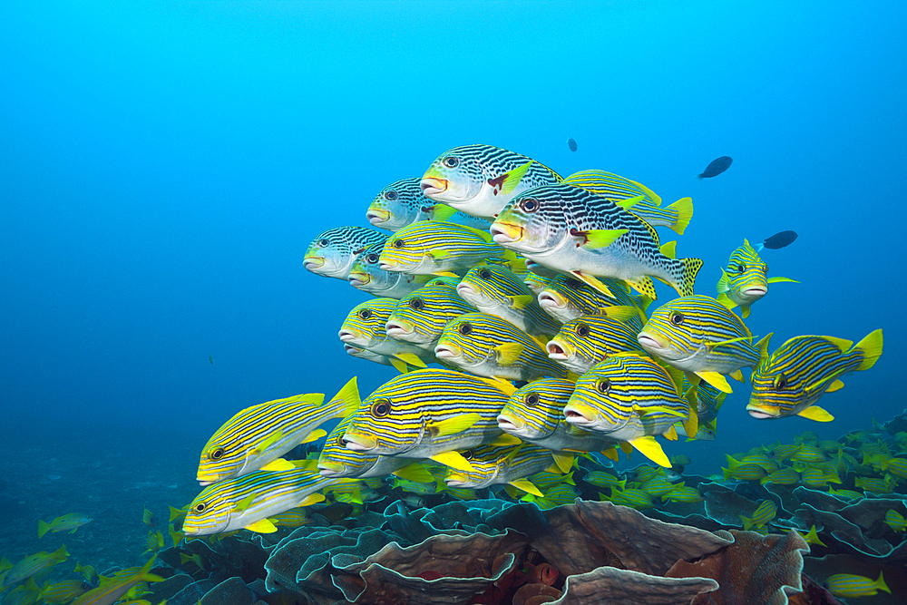 Shoal of Yellow-ribbon Sweetlips, Plectorhinchus polytaenia, Raja Ampat, West Papua, Indonesia