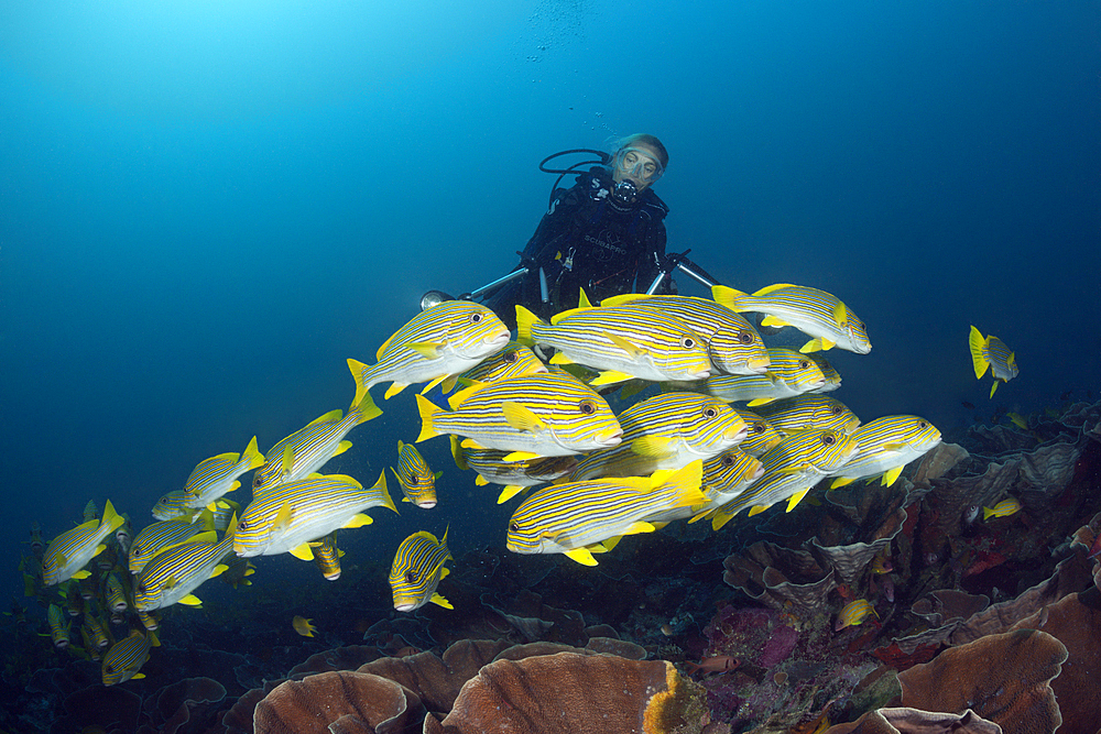 Shoal of Yellow-ribbon Sweetlips, Plectorhinchus polytaenia, Raja Ampat, West Papua, Indonesia