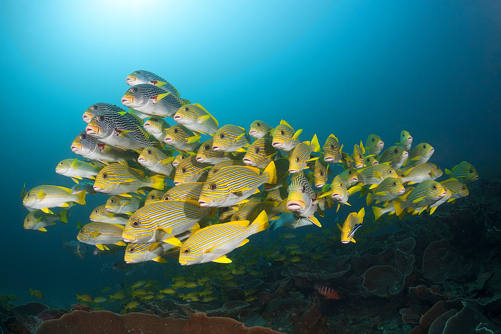 Shoal of Yellow-ribbon Sweetlips, Plectorhinchus polytaenia, Raja Ampat, West Papua, Indonesia