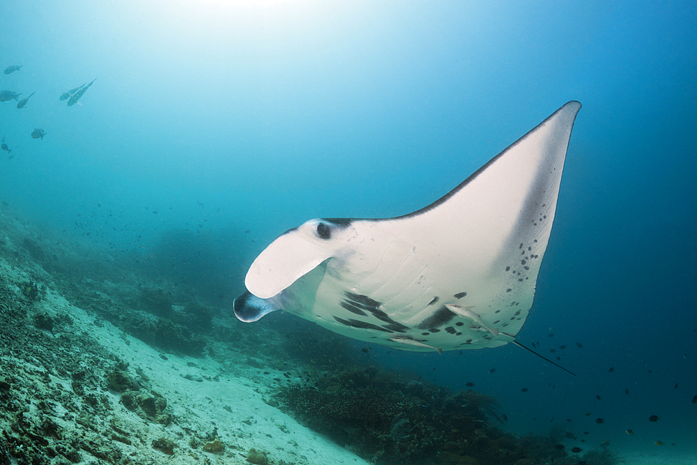 Reef Manta, Manta alfredi, Raja Ampat, West Papua, Indonesia