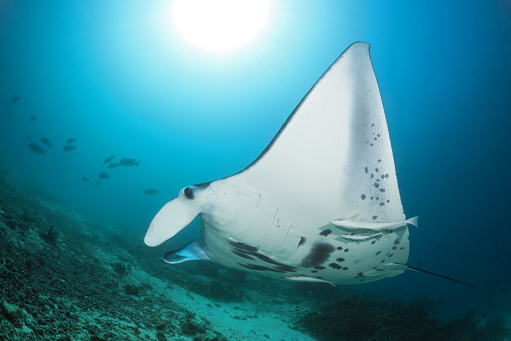 Reef Manta, Manta alfredi, Raja Ampat, West Papua, Indonesia