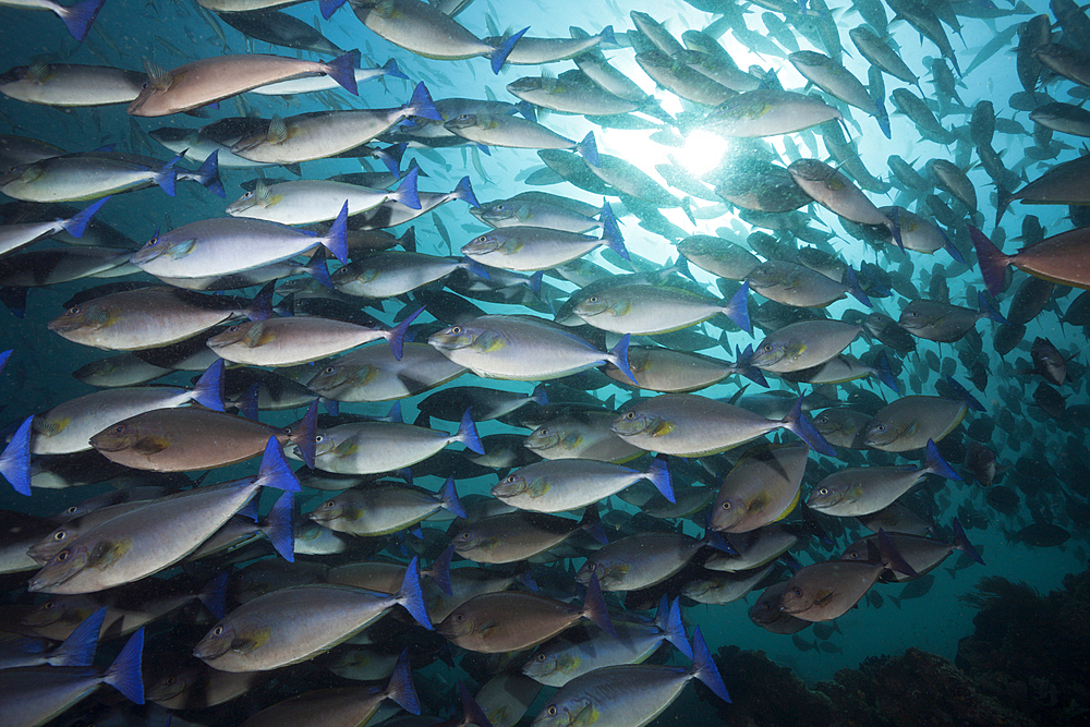 Shoal of Blue-tailed Unicornfish, Naso caeruleocauda, Raja Ampat, West Papua, Indonesia