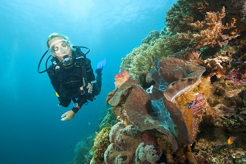 Diver and Giant Clam, Tridacna squamosa, Raja Ampat, West Papua, Indonesia