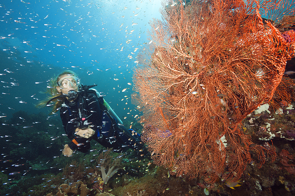 Red Spot Cardinalfish surrounding Coral Reef, Apogon parvulus, Raja Ampat, West Papua, Indonesia