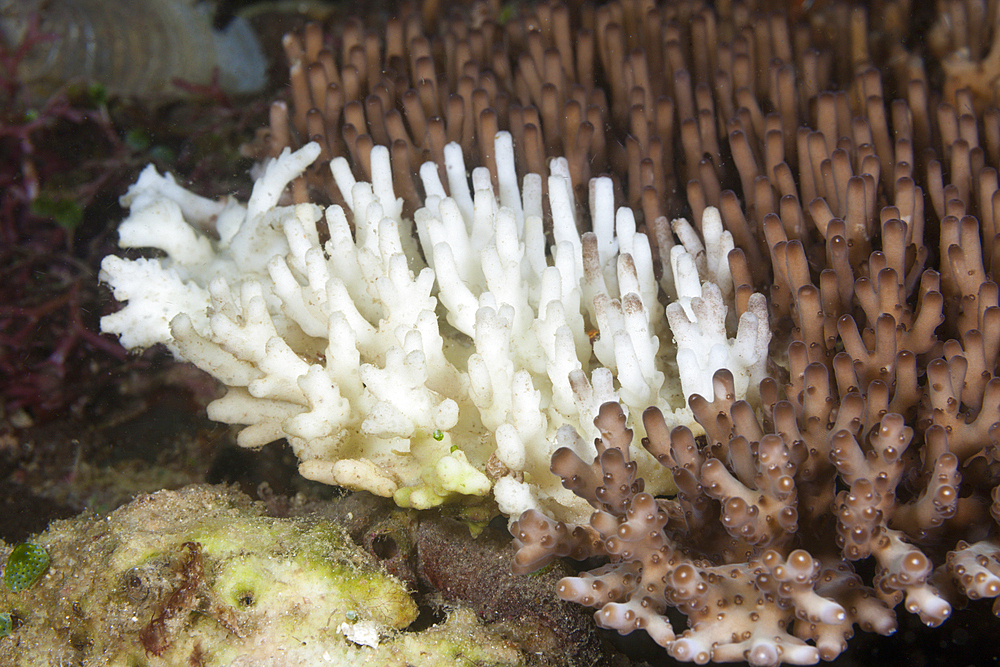 Coral Bleaching, Acropora, Raja Ampat, West Papua, Indonesia