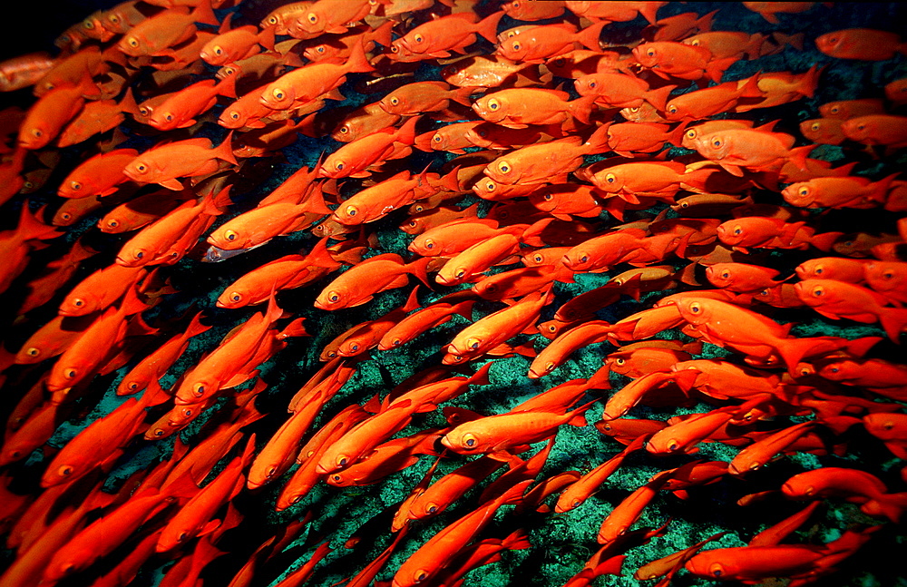 Schooling Crescent-tail bigeye, Priacanthus hamrur, Papua New Guinea, Pacific ocean