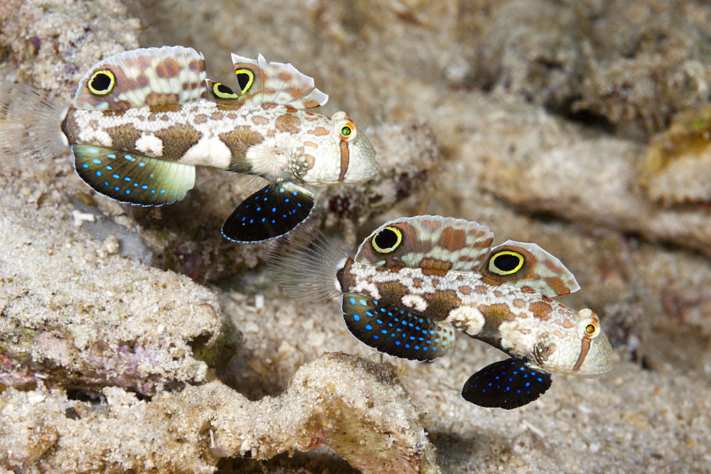 Pair of Crab-Eye Goby, Signigobius biocellatus, Raja Ampat, West Papua, Indonesia