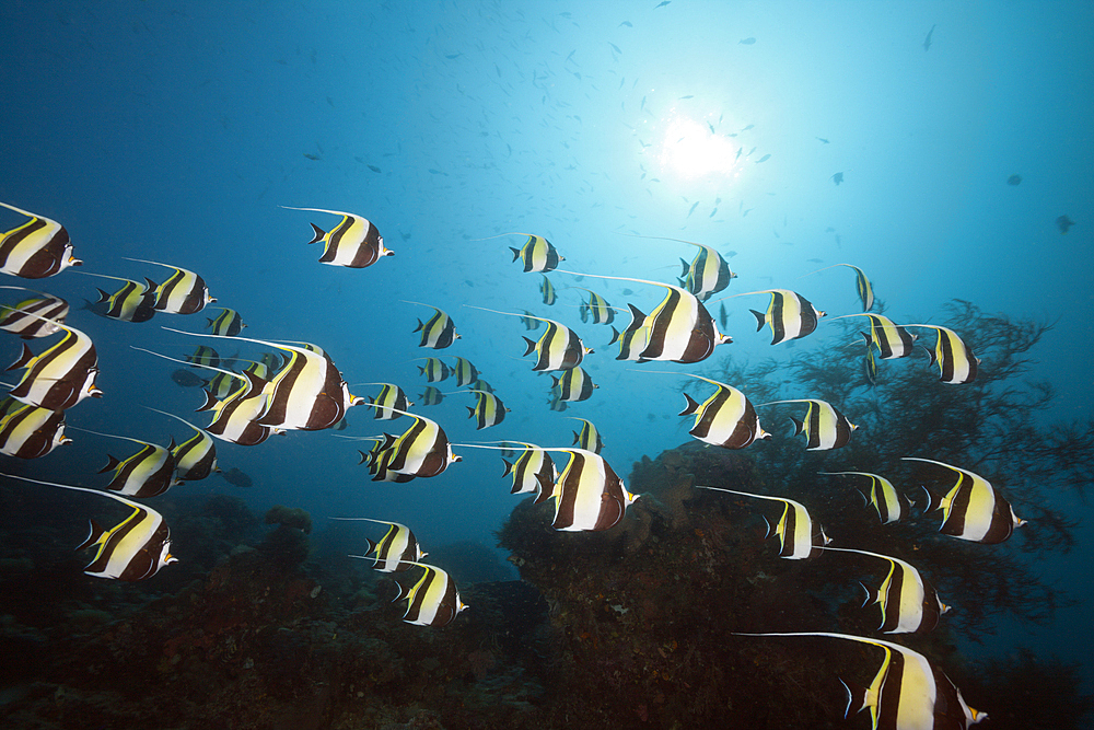 Shoal of Moorish Idol, Zanclus cornutus, Raja Ampat, West Papua, Indonesia