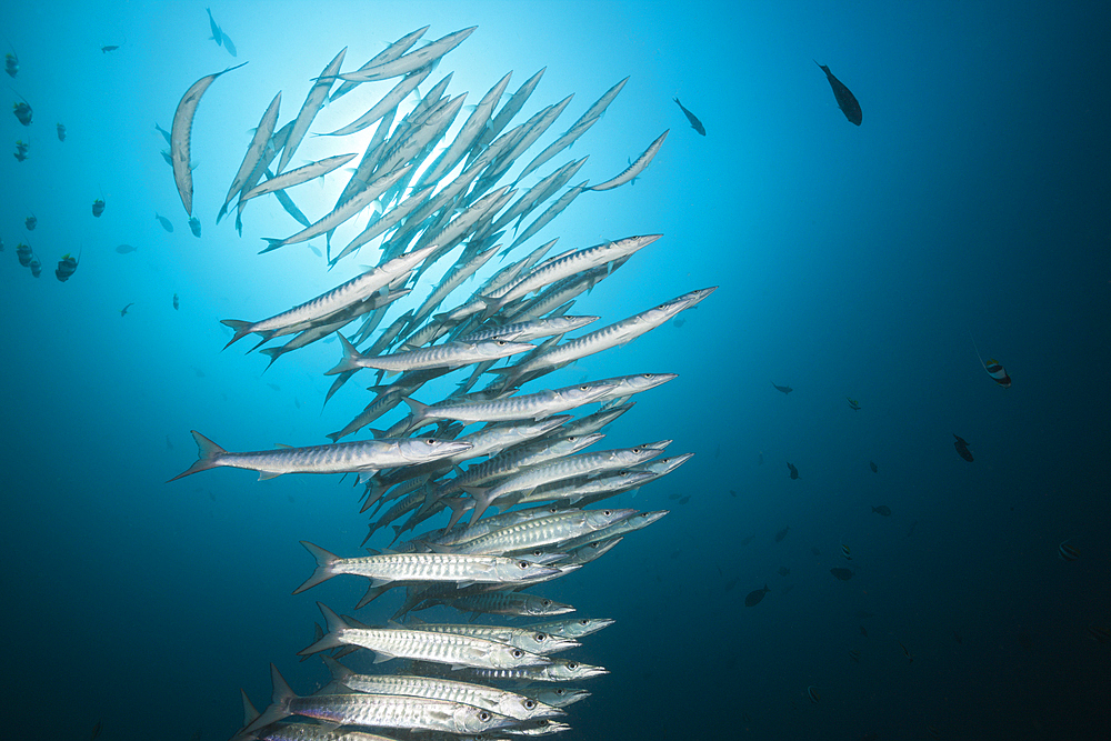 Shoal of Chevron Barracuda, Sphyraena qenie, Raja Ampat, West Papua, Indonesia