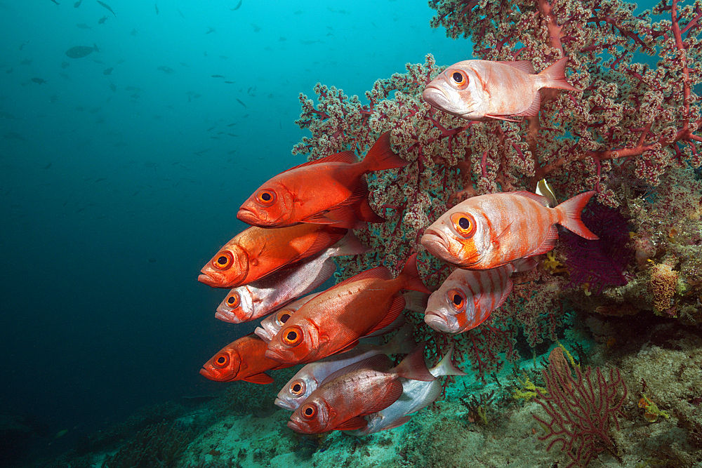 Shoal of Crescent-tail Bigeye, Priacanthus hamrur, Raja Ampat, West Papua, Indonesia