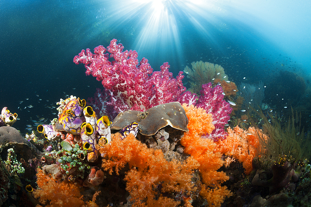 Corals growing near Mangroves, Raja Ampat, West Papua, Indonesia