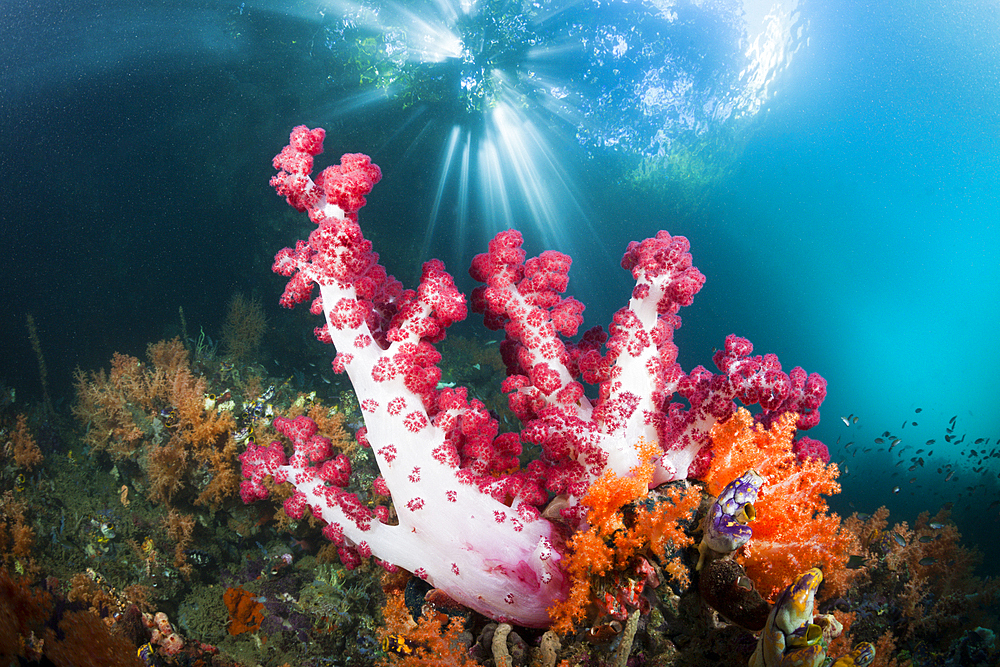 Corals growing near Mangroves, Raja Ampat, West Papua, Indonesia