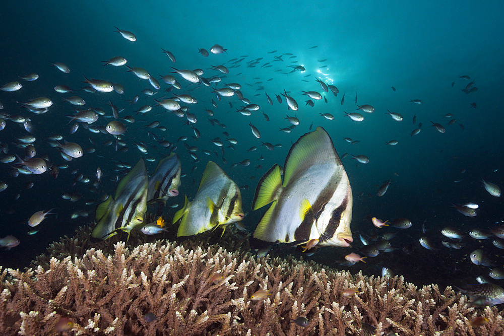 Pinnate Batfish, Platax pinnatus, Raja Ampat, West Papua, Indonesia