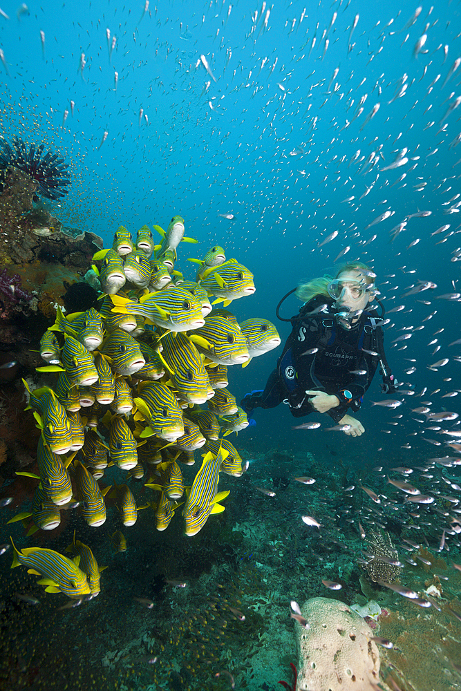 Shoal of Yellow-ribbon Sweetlips, Plectorhinchus polytaenia, Raja Ampat, West Papua, Indonesia