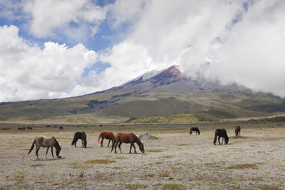 Wild Horses grazing near Cotopaxi, Cotopaxi National Park, Ecuador