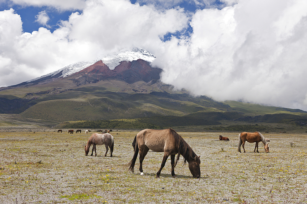 Wild Horses grazing near Cotopaxi, Cotopaxi National Park, Ecuador