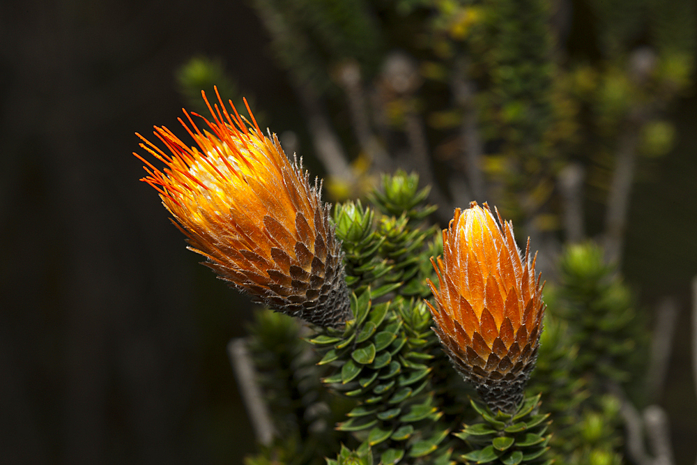 Endemic Chuquiraga Flower, Chuquiraga jussieui, Cotopaxi National Park, Ecuador