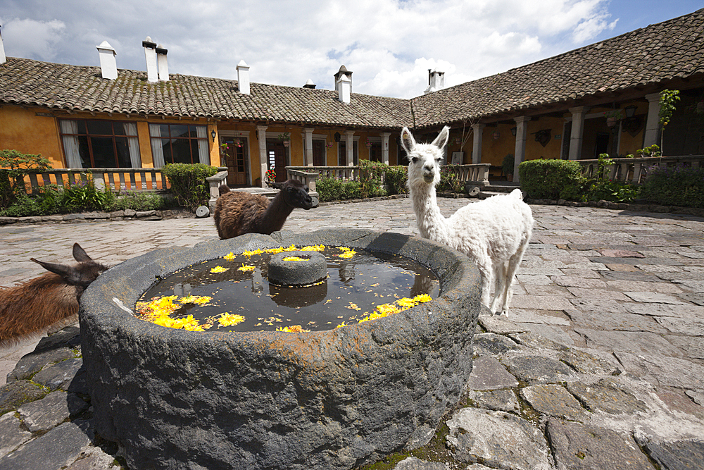 Lamas at Hacienda San Augustin de Callo, Lama glama, Cotopaxi National Park, Ecuador