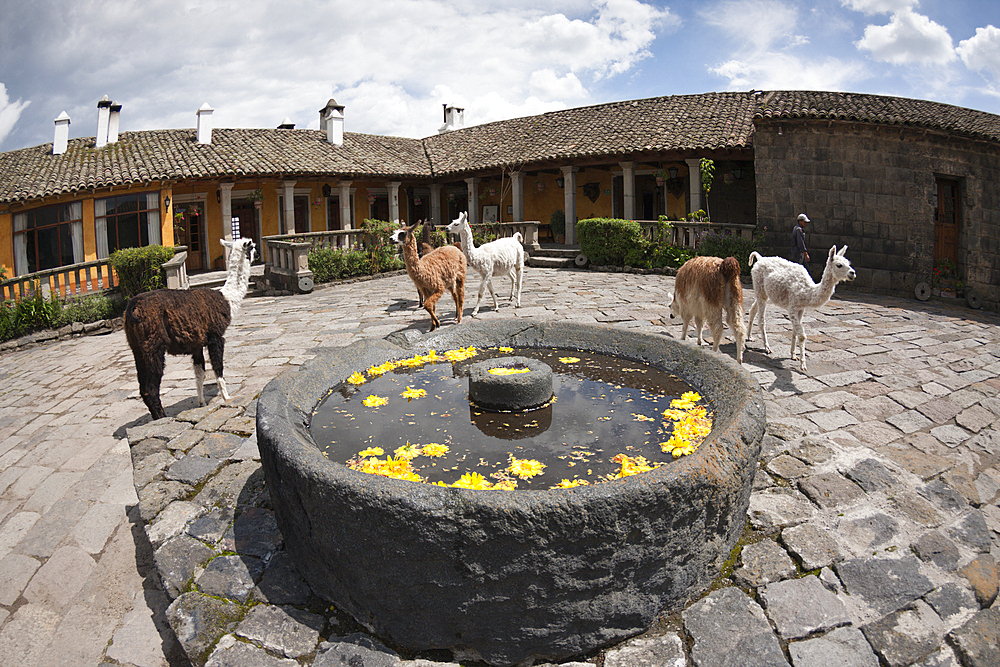 Lamas at Hacienda San Augustin de Callo, Lama glama, Cotopaxi National Park, Ecuador