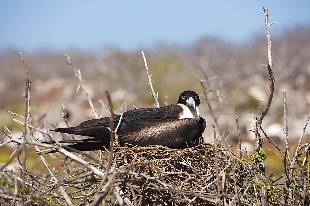 Female Magnificent Frigatebird breeding, Fregata magnificens, North Seymour, Galapagos, Ecuador