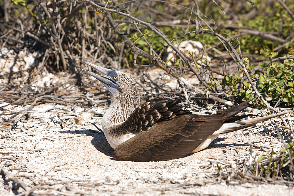 Blue-footed Booby breeding, Sula nebouxii, North Seymour, Galapagos, Ecuador