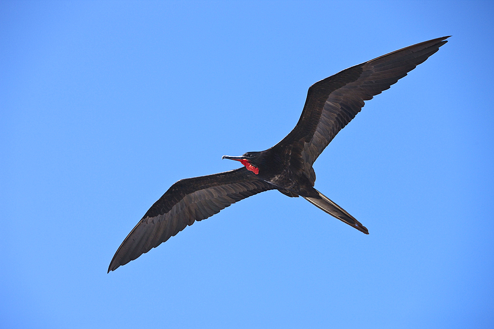 Magnificent Frigatebird in flight, Fregata magnificens, North Seymour, Galapagos, Ecuador