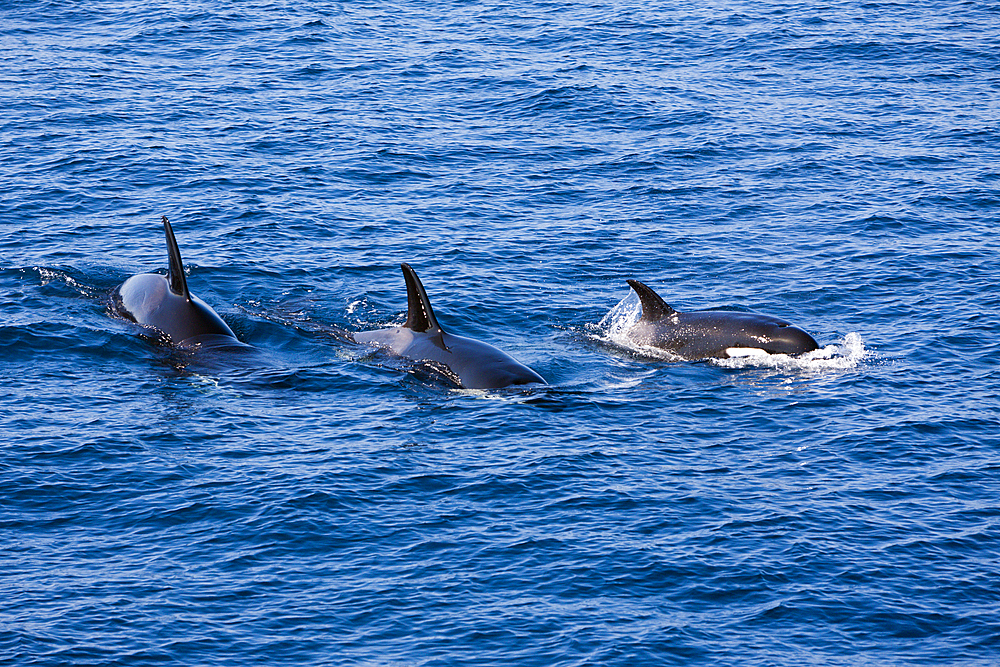 Orca Killer Whale, Orcinus orca, Isabela Island, Galapagos, Ecuador