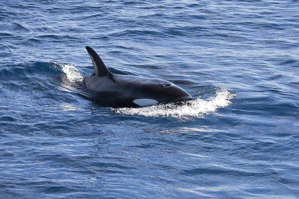 Orca Killer Whale, Orcinus orca, Isabela Island, Galapagos, Ecuador