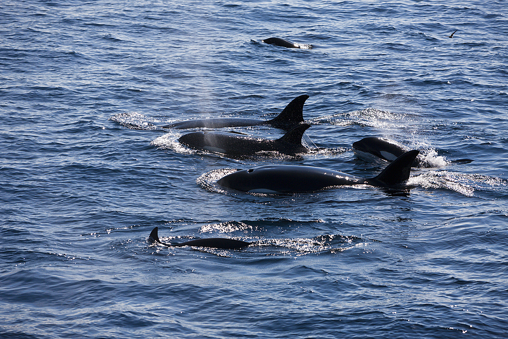 Orca Killer Whale, Orcinus orca, Isabela Island, Galapagos, Ecuador