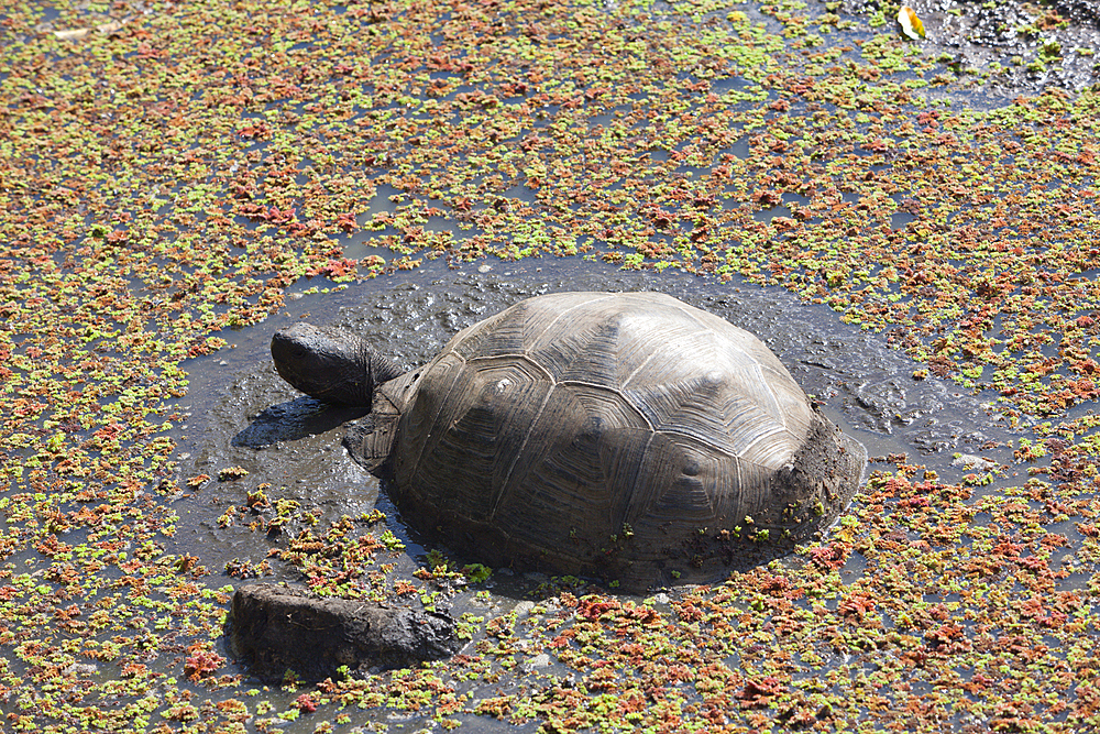 Galapagos Giant Tortoise, Chelonoidis nigra, Santa Cruz Island, Galapagos, Ecuador