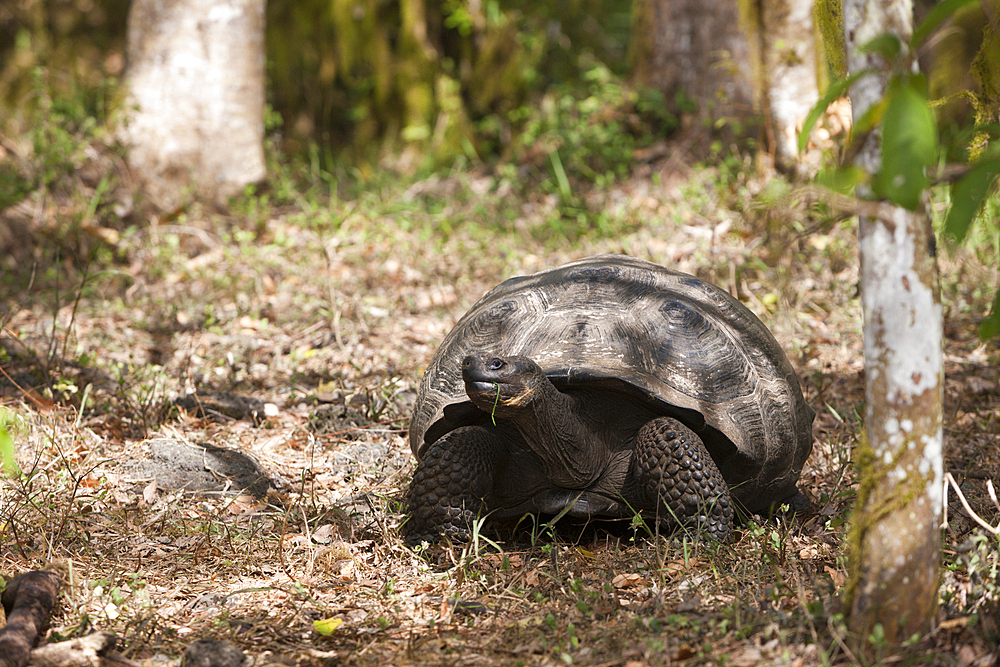 Galapagos Giant Tortoise, Chelonoidis nigra, Santa Cruz Island, Galapagos, Ecuador