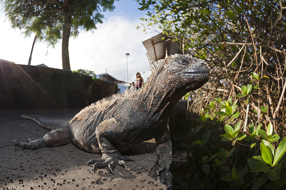 Marine Iguana, Amblyrhynchus cristatus, Puerto Ayora, Santa Cruz Island, Galapagos, Ecuador