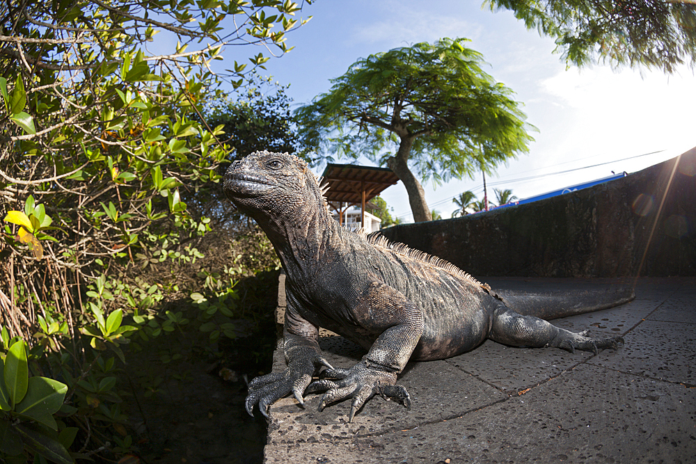 Marine Iguana, Amblyrhynchus cristatus, Puerto Ayora, Santa Cruz Island, Galapagos, Ecuador