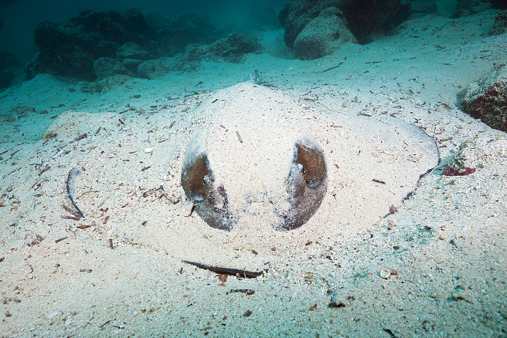 Diamond Stingray, Dasyatis brevis, Baltra Island, Galapagos, Ecuador